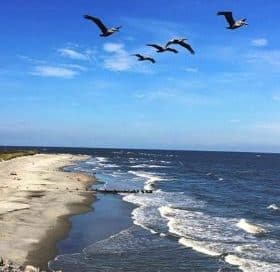 Gulls Flying over Folly Beach