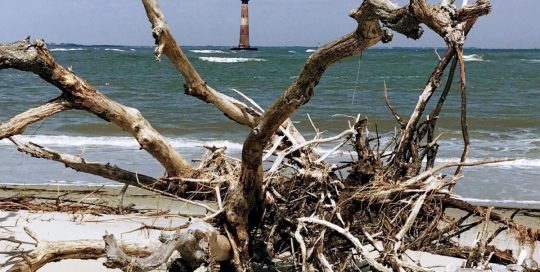 Driftwood on Folly Beach