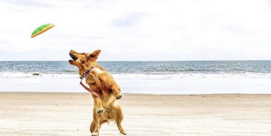 Dog catching Frisbee on Beach