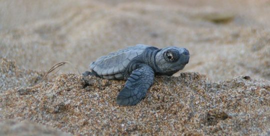 Sea Turtle hatchling on Folly Beach