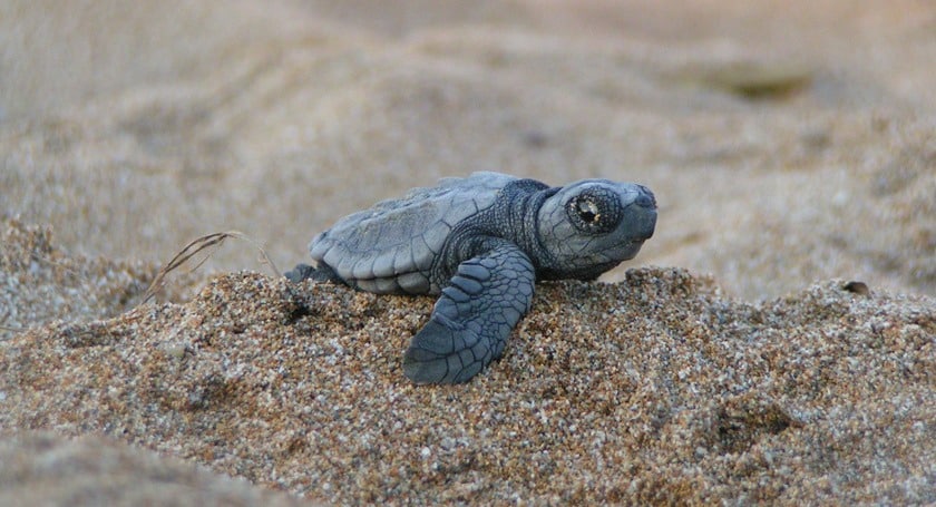 Sea Turtle hatchling on Folly Beach