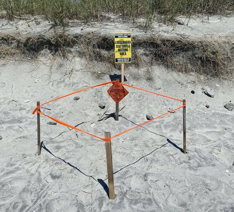 Sea Turtle nest markers on Folly Beach