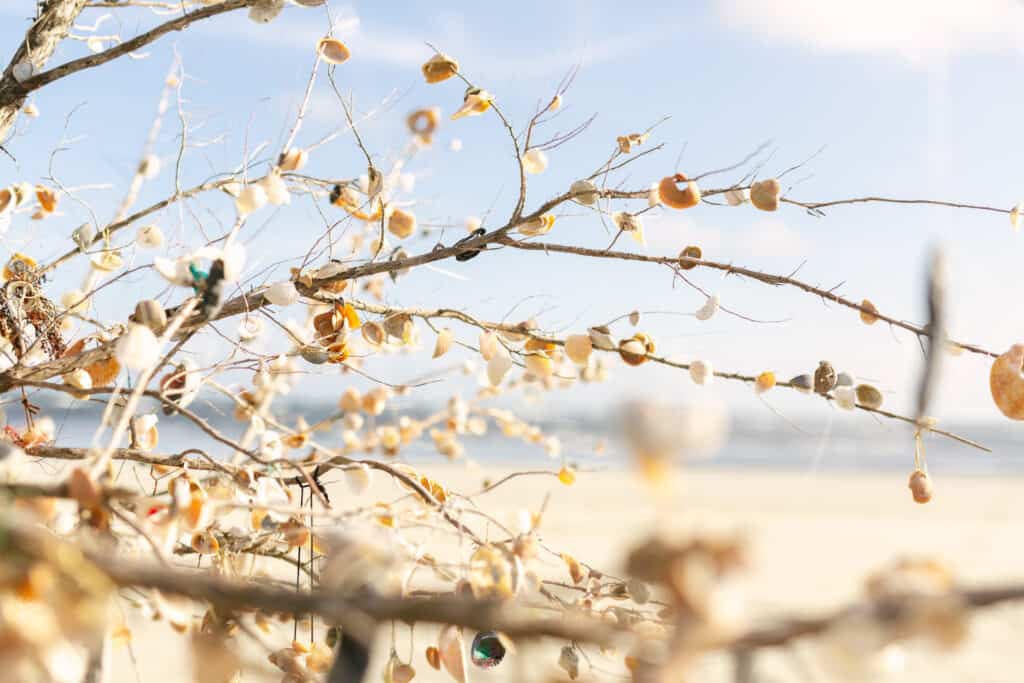Shells on Tree in Folly Beach