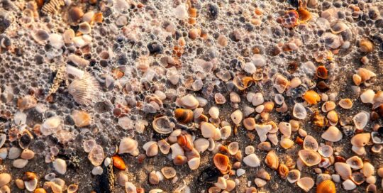 Sea Shells at Folly Beach