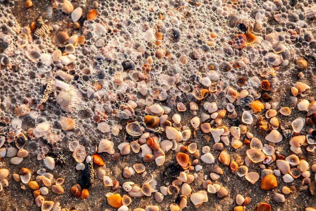 Sea Shells at Folly Beach
