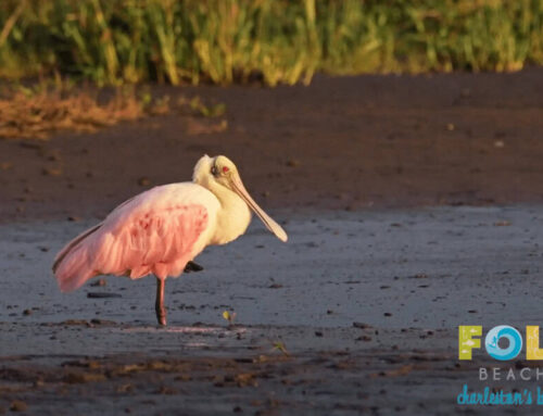 Birding on Folly