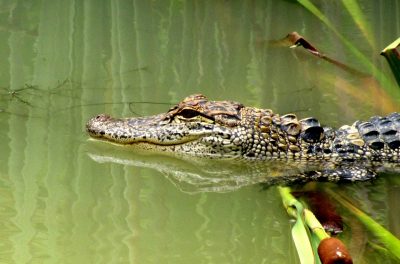 aligator-e1599078422347-400×264
