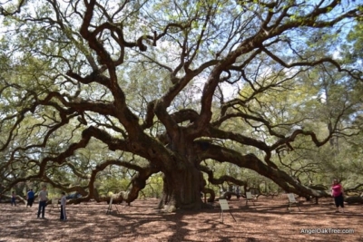 Visit the Angel Oak Tree!