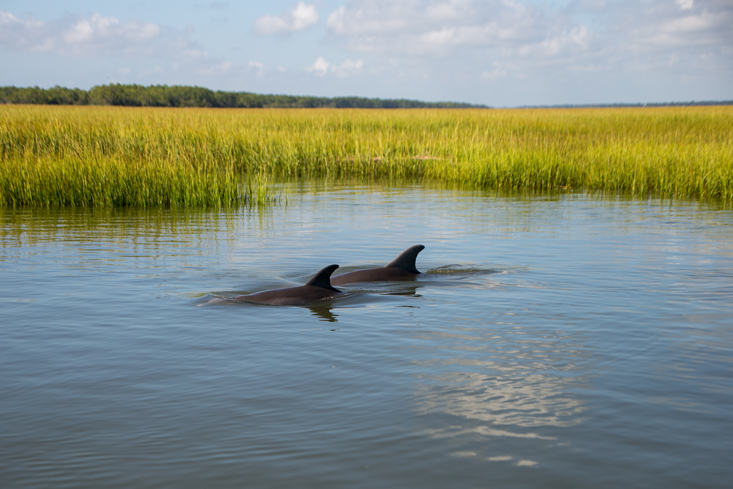 Dolphins in Marsh – Weatherly Meadows @anaturalistscompanionphoto