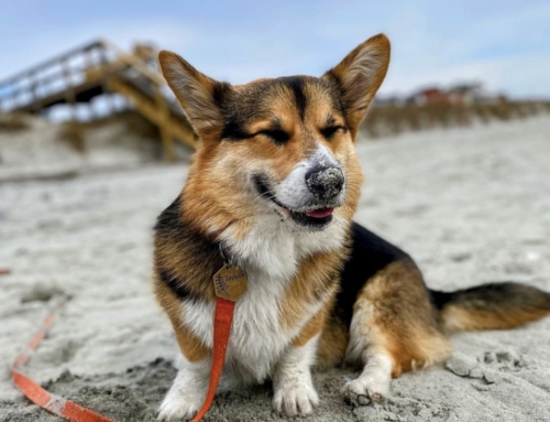 Folly With Dogs: Your Guide to Off-Season Pet-Friendly Adventures