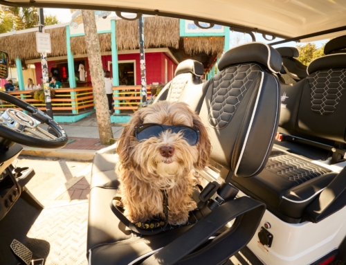 Pet Friendly Folly Beach Highlights