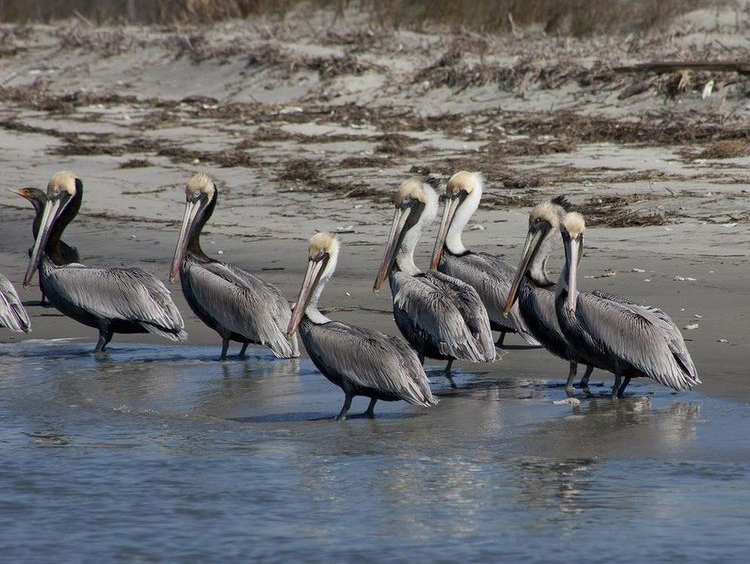 birds on the beach in the water
