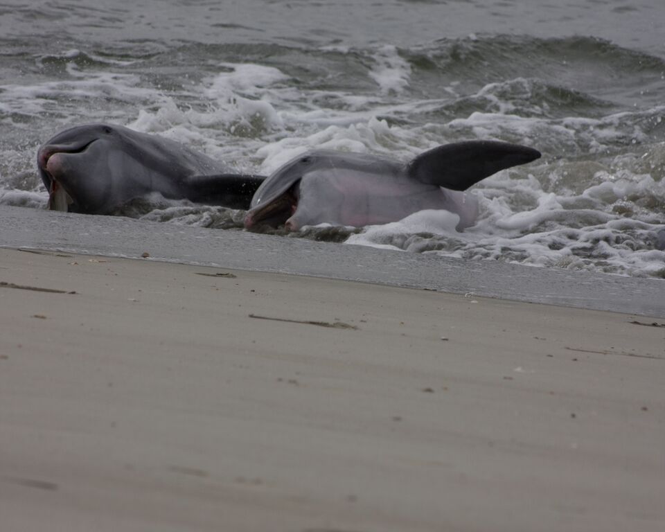 488924431_29472586219006344_3820500993592750390_n Dolphins feeding on the beach shore.