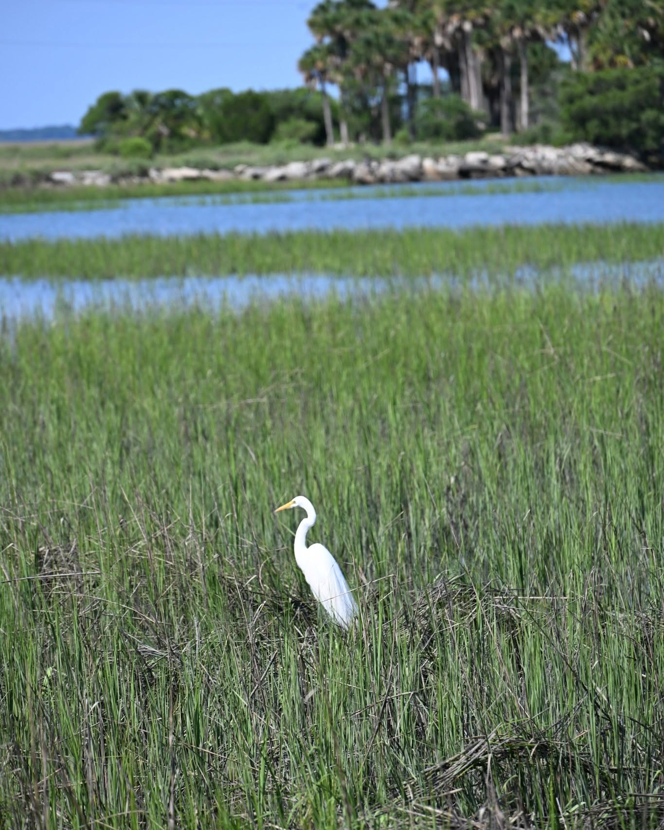 Marsh Bird 1